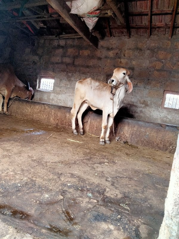 વાચડી વેચવાની છ...