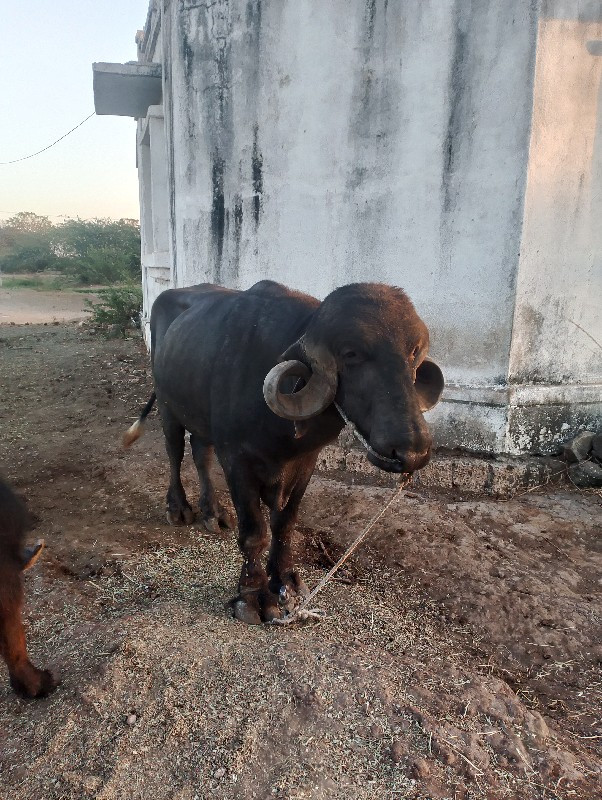 , પાંડુ વેચવાનો...