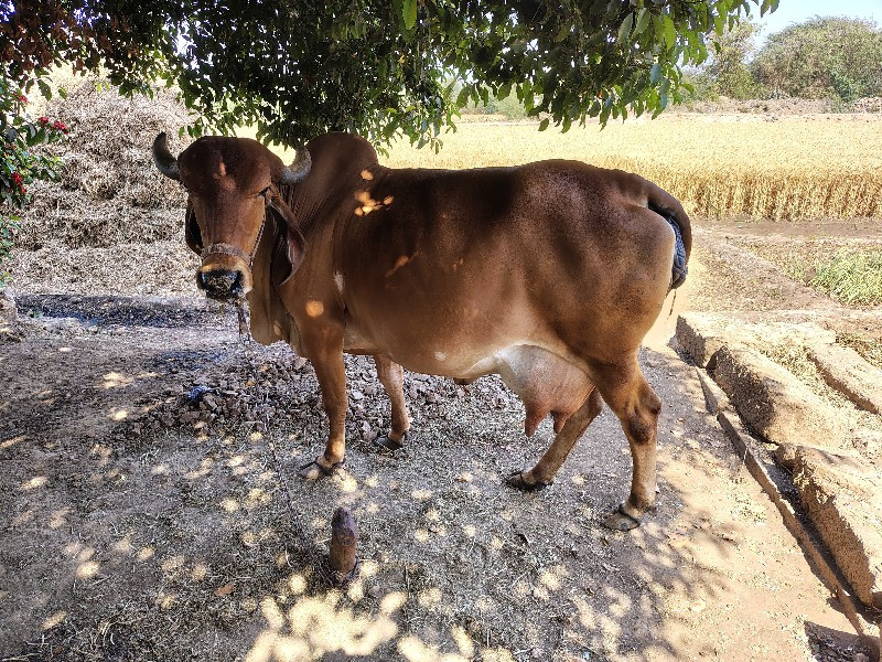 ગાય વેચવાની છે