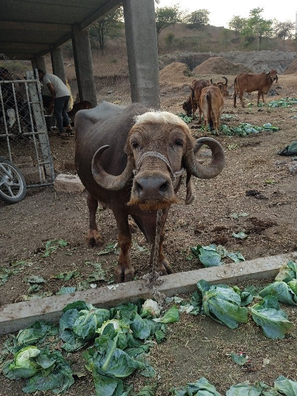 ભેસસ્તતતતતતત
ભે...