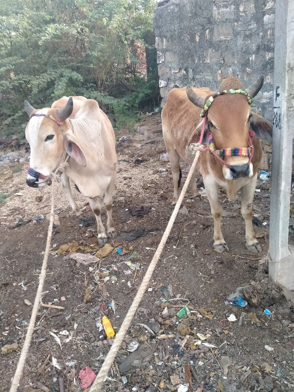 આશાપુરા ડાકલા વ...