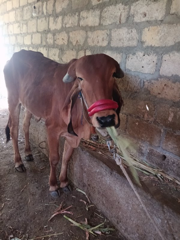 ગીર હોટકુ વેસવા...