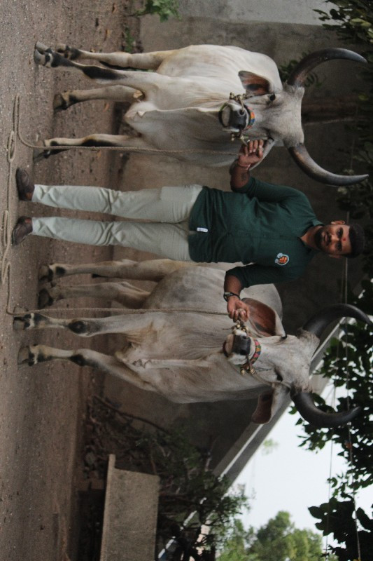 બળદ વેચવાના છે