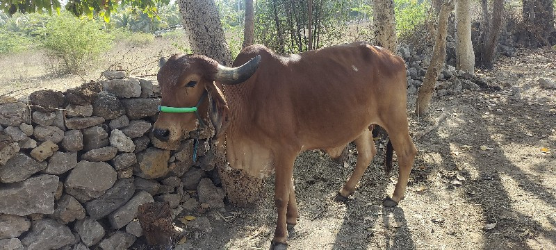 ઓડકી વેશવા ની છ...