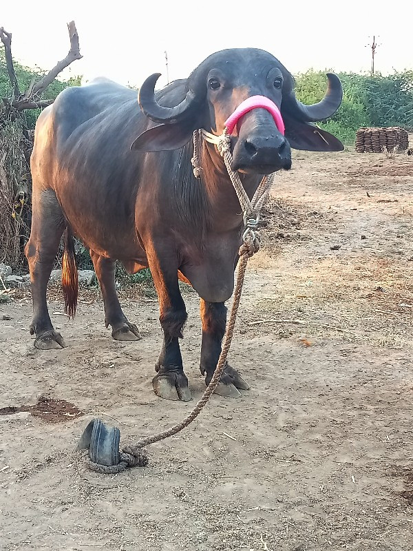 ભેંશ વેચવાની છે