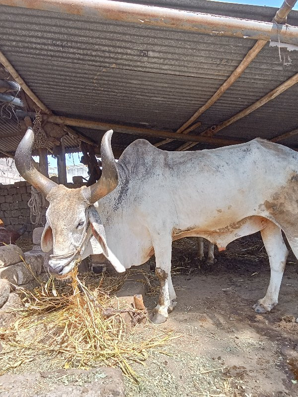 આ બળદ વેચવાનો છ...