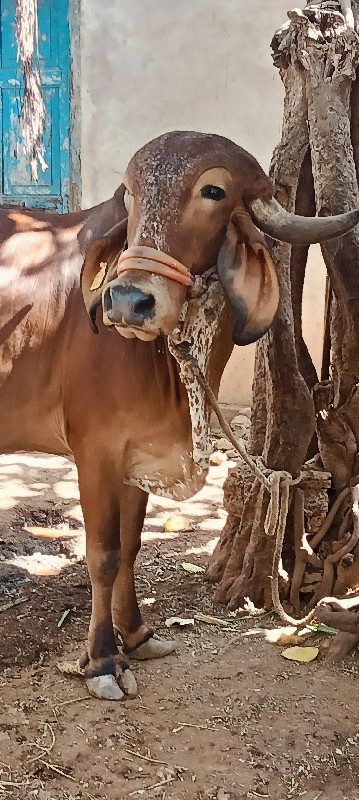 ગાય