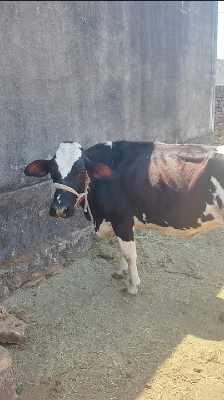 ગાય 🐄