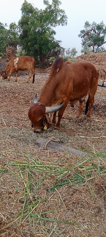 ગાય વેચવાની છે