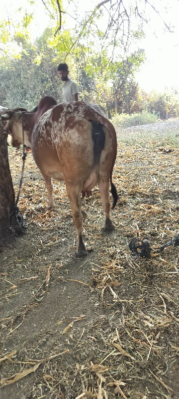 ગાય વેચવાની છે