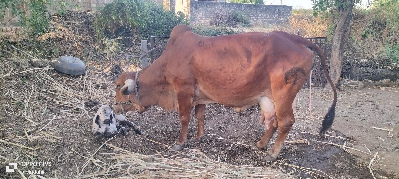 ગાય વેસવાની છે