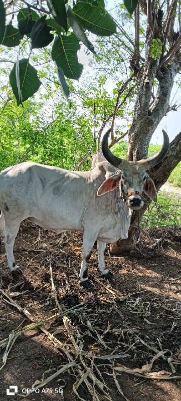 ગોઢલા વેચવાના છ...