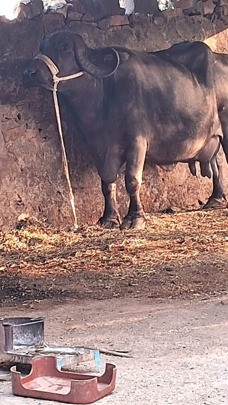આભેસ તીજુવેતર વ...