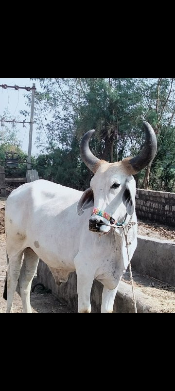 બળદ વેશવાનો છે.