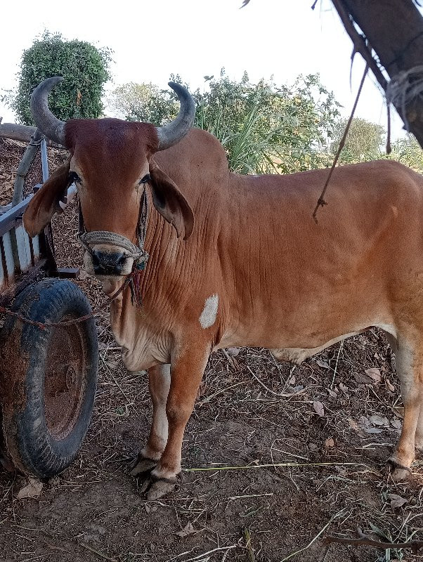 આ ગોઢલા ની જોડી...