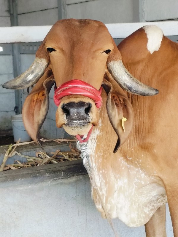 આ ગાય વેચવાની છ...