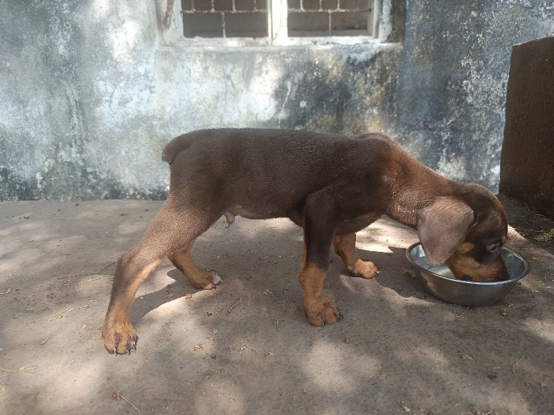 America Doberma...