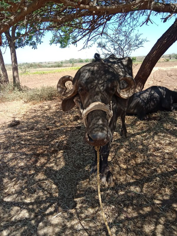 ખરેલી વેચવાની છ...