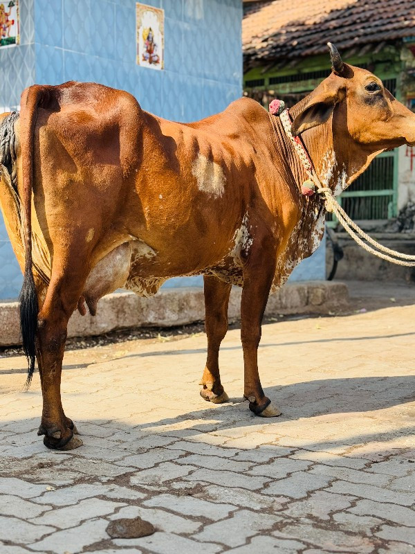 હોડકી વેચવાની છ...