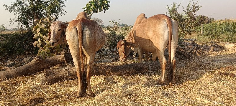 બળદ દેવાના સે