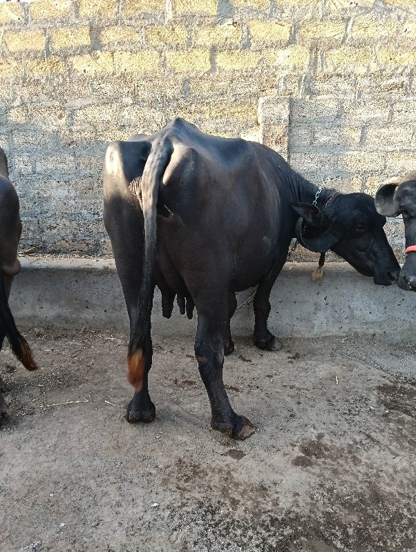 ઉમેદ ભાઈ