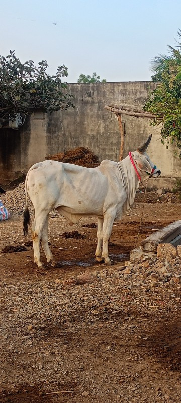 વેચવો