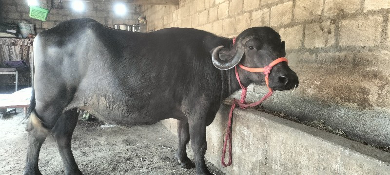 ભેસ