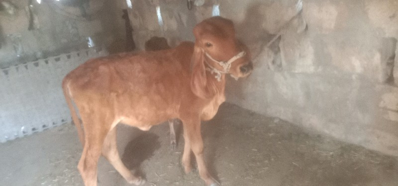 ખુટિયો અને 2 ગી...