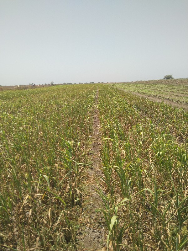 સારનુ બાટુ