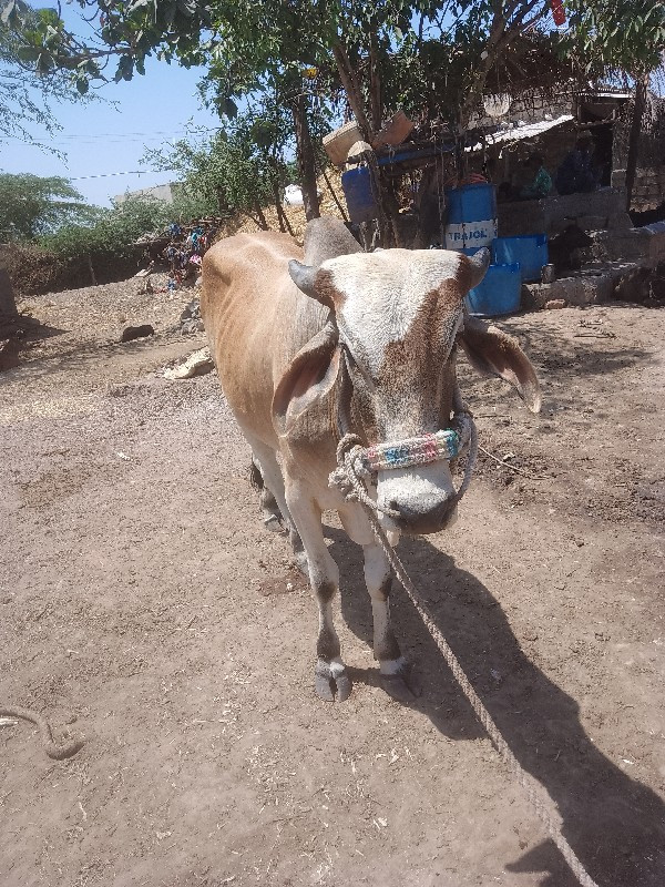 રોટલા વેચવાના છ...