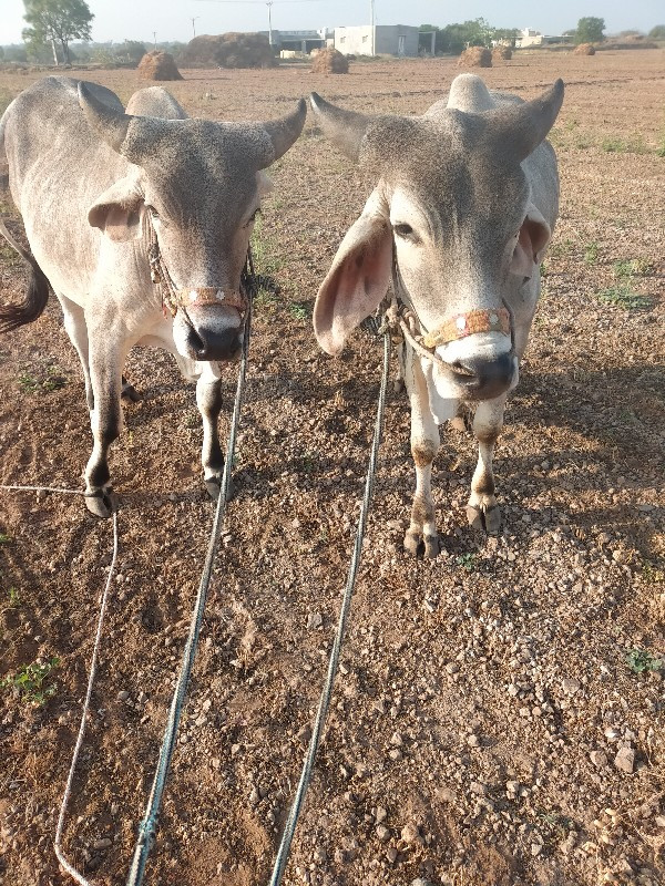 ગોઢલા વેચવાના છ...
