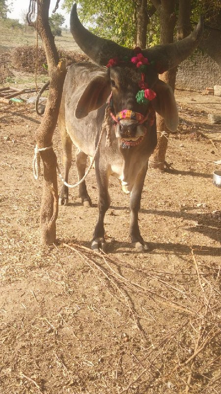 બળદ