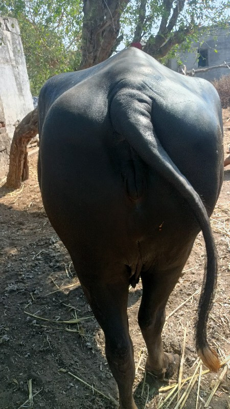 ડોઢ મહિના વાર છ...