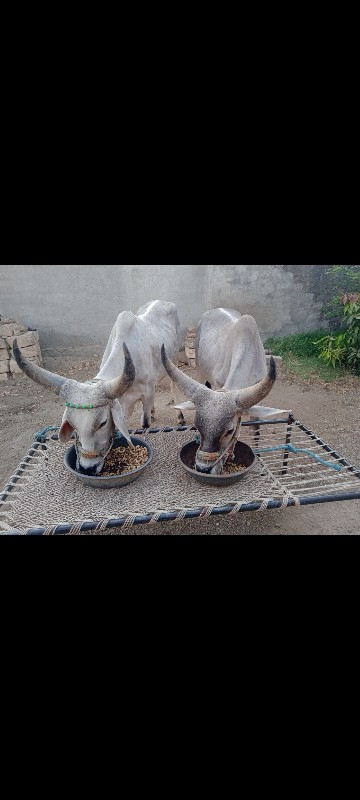 ગોઢલા વેચવા ના...