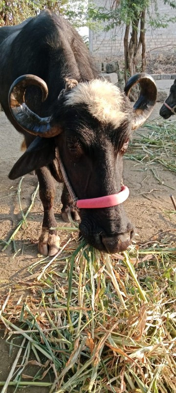 ભેંસ વેચવાની છે