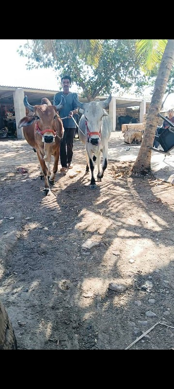 ગોઢલા