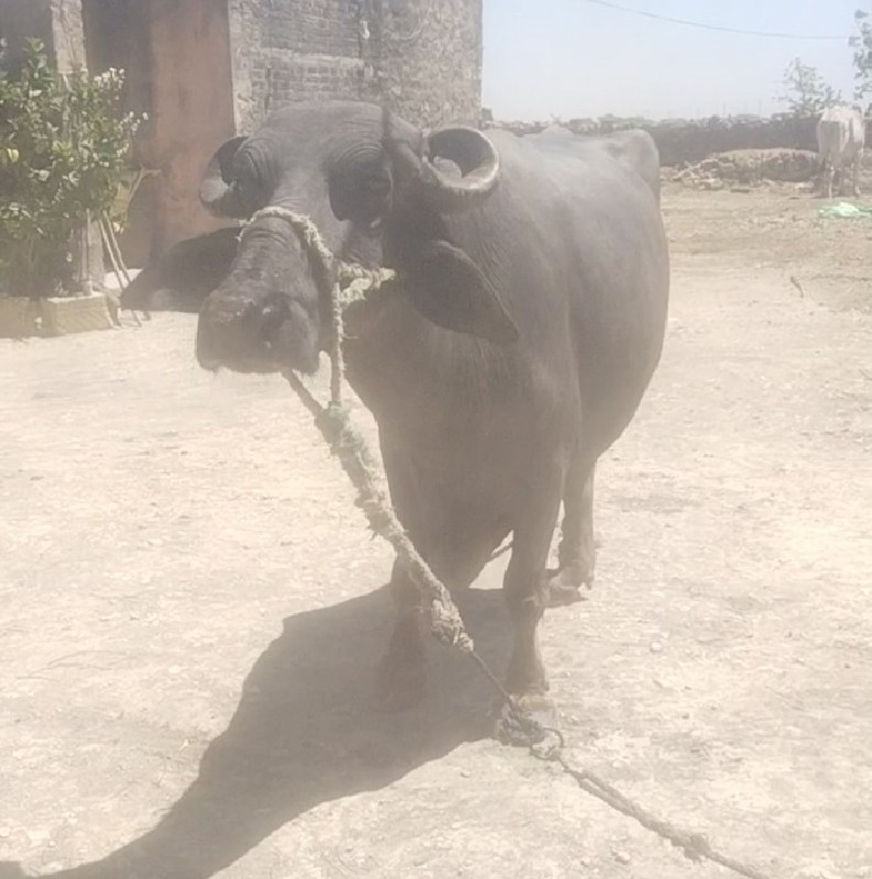 ભેસ