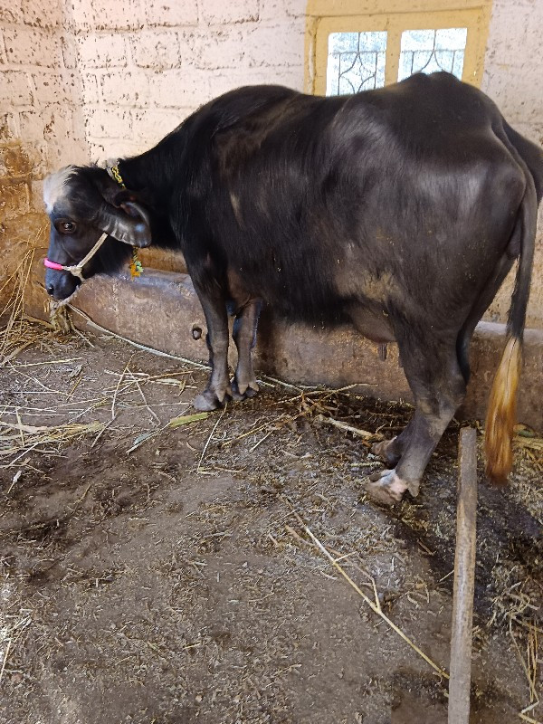 ભૈસ વેસવાની છે...