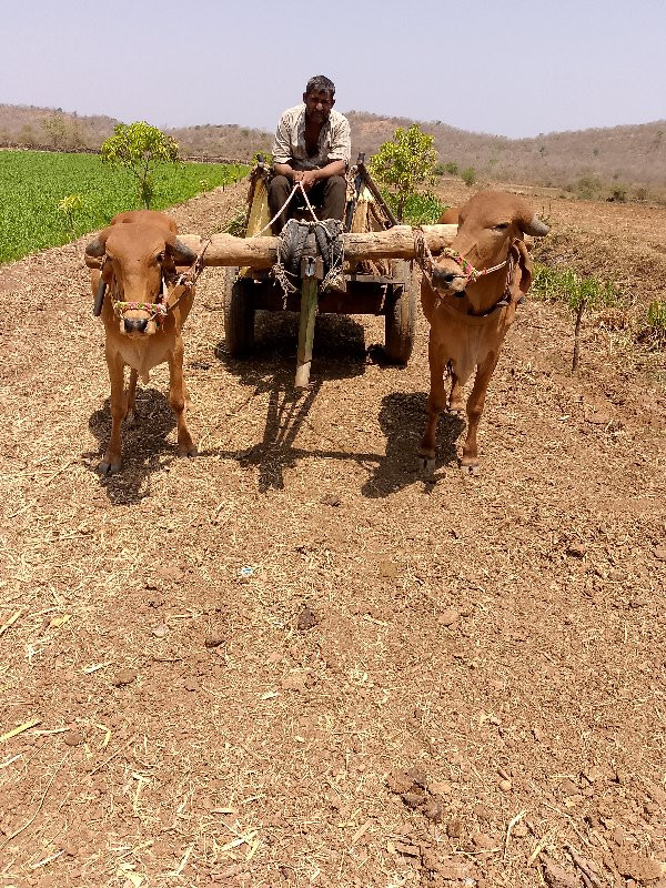 ગોઢલા