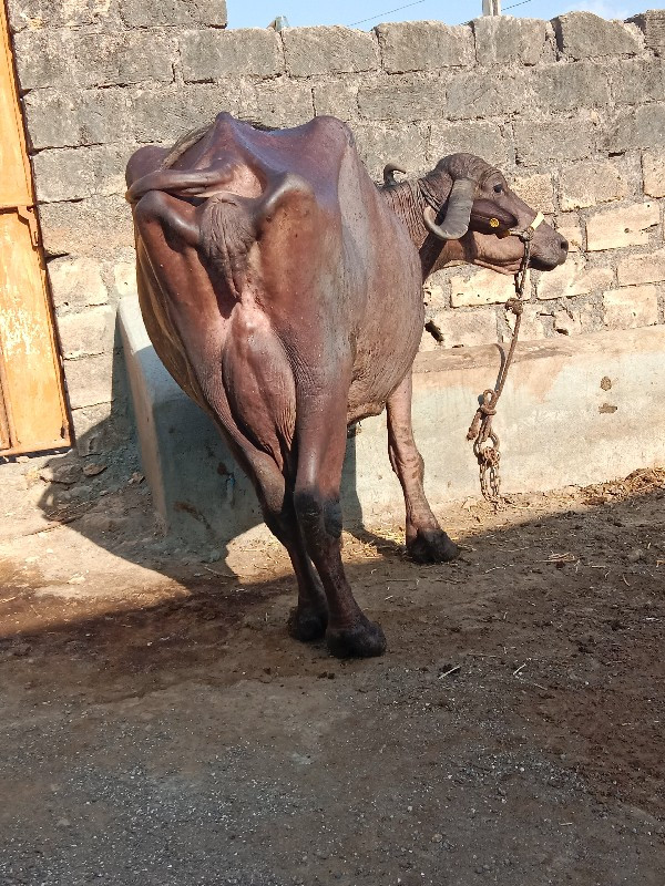 ભેંશ વેચવાનીછે
