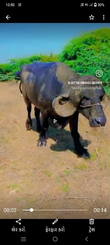 આ પાડો વેચવાનો...