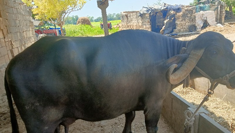 ભેંસ વેચવાની છે...