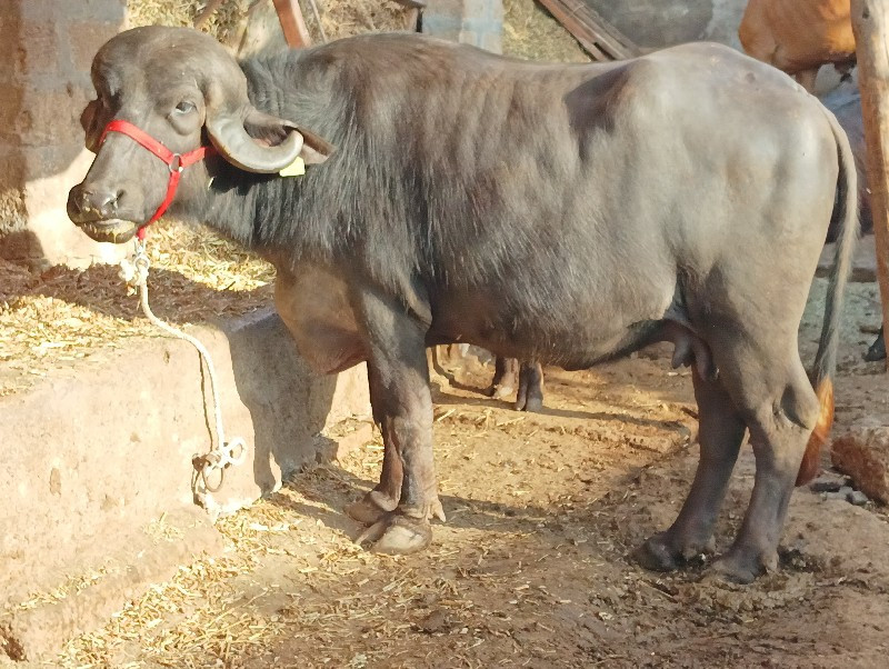 ઘડેલી વેચવાની છ...