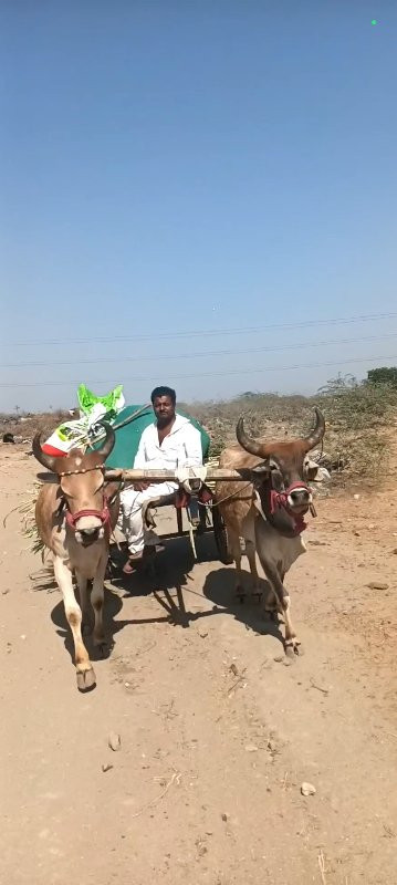 બળદ