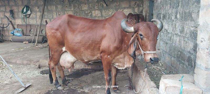 દસ દિવસ ની કાચી...