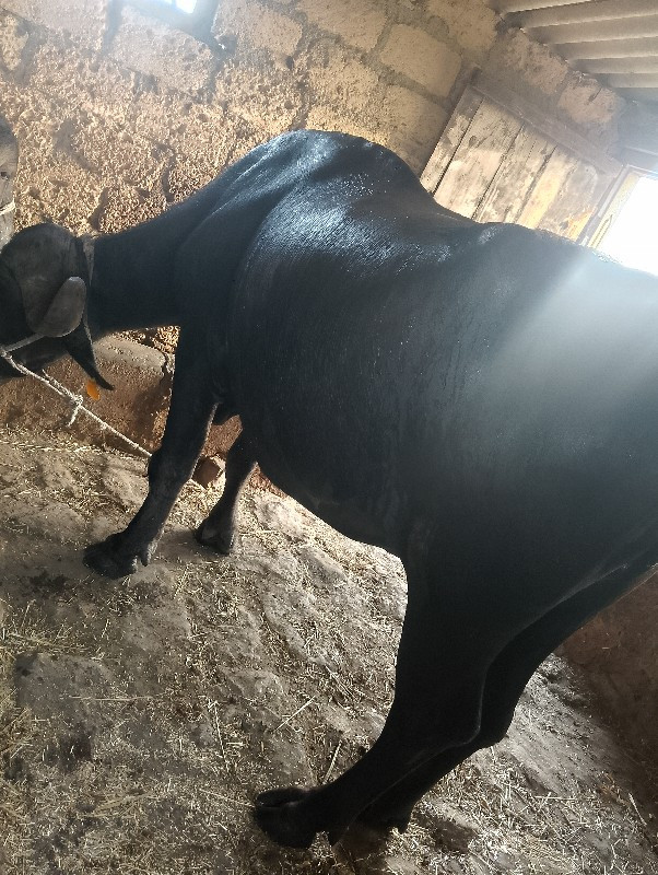 સાવ સોજી સે