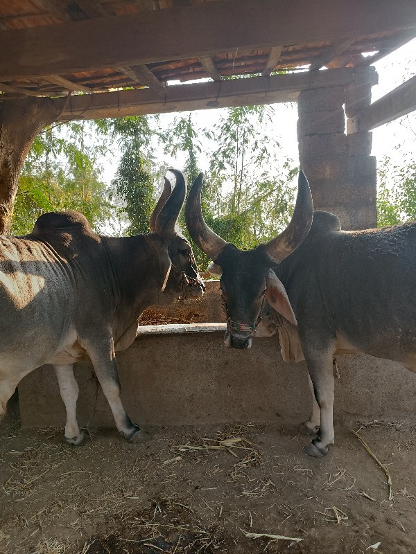 બળદ