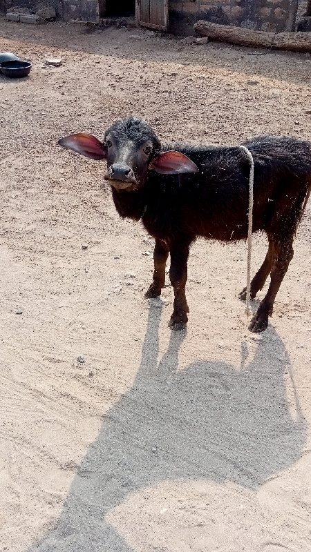 ભેંશ વેચવાની છે