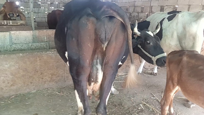 ગાય વેચવાની છે
