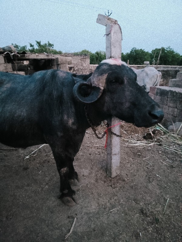 ગાભણી છે આઠ મહિ...